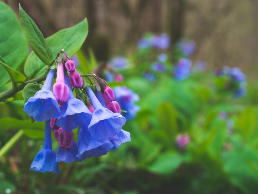 plantas perennes de sombra 07