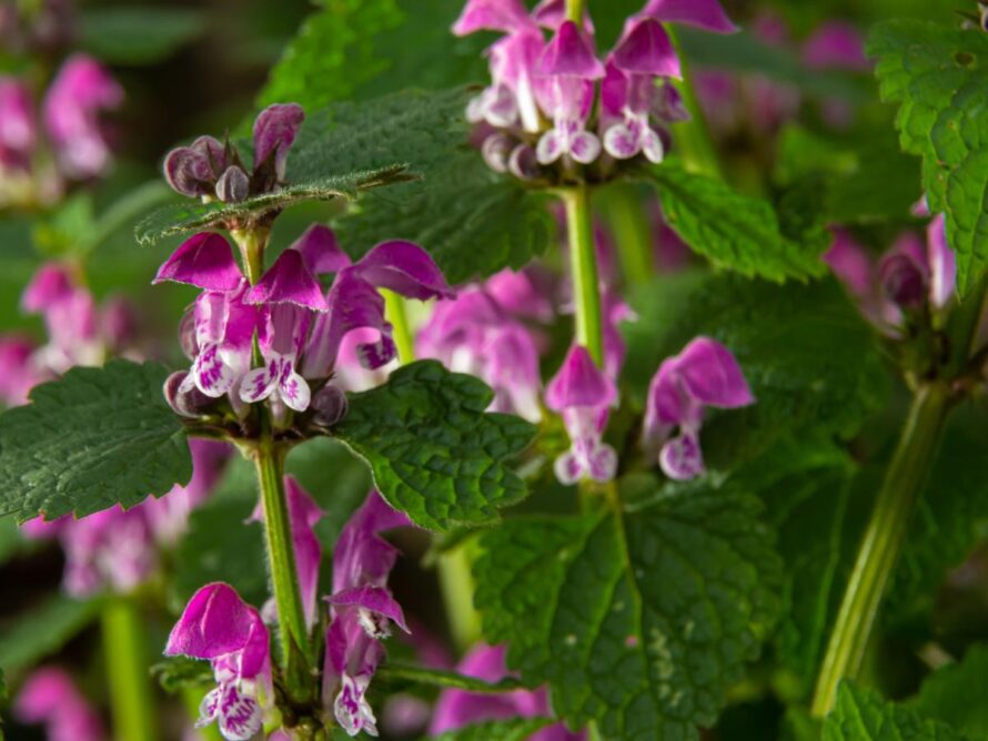 plantas perennes de sombra 08