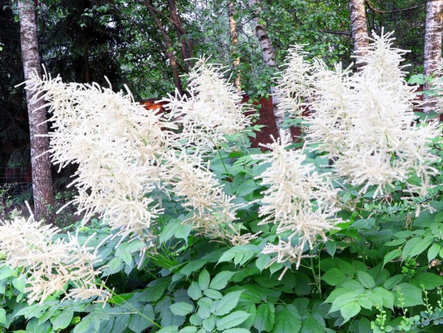 plantas perennes que dan sombra 09