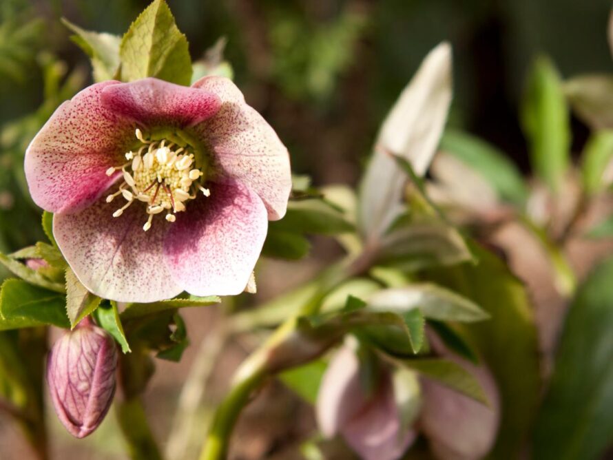 plantas perennes que dan sombra 10
