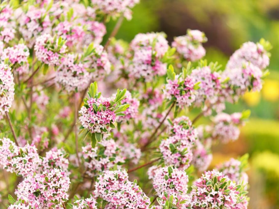 arbustos de sombra 03