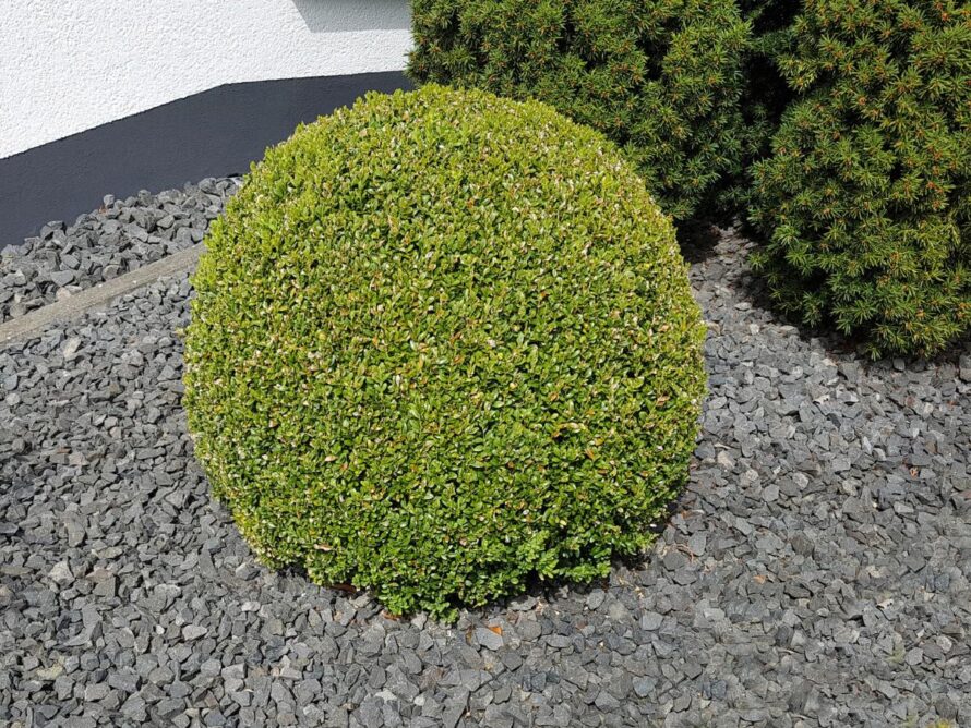 arbustos de sombra 05