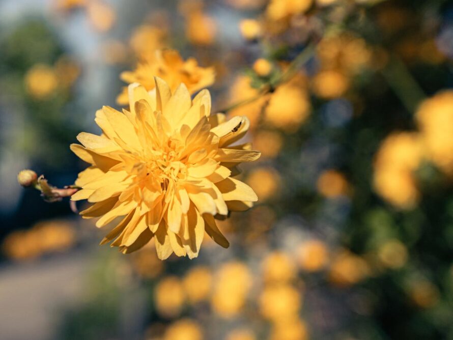 arbustos de sombra 07