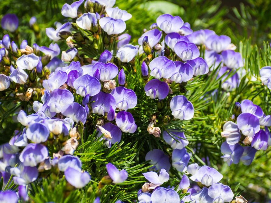 arbustos de sombra 11