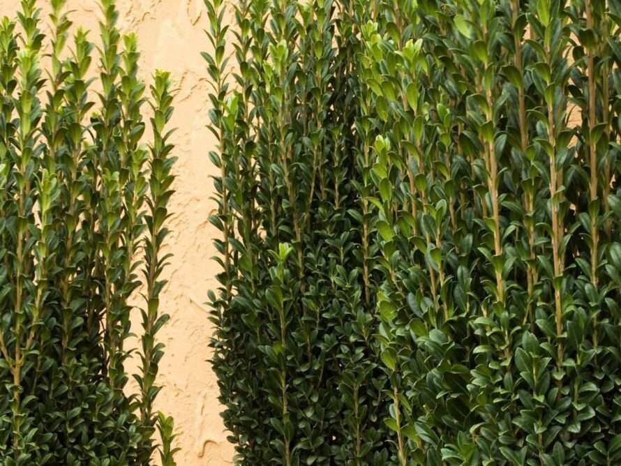 arbustos de sombra 13