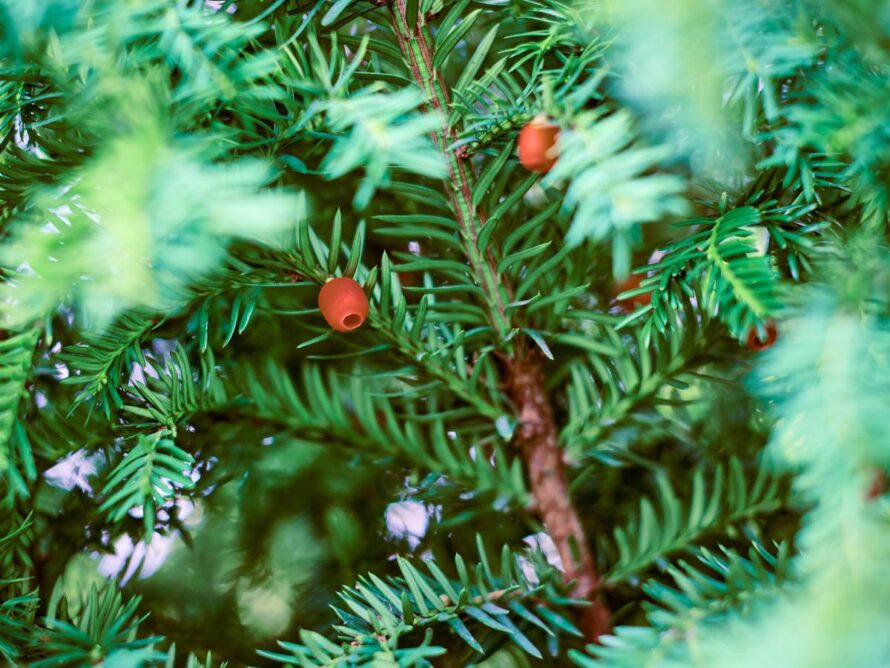 arbustos de sombra 19