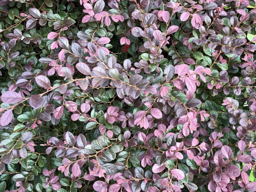 arbustos que dan sombra 20