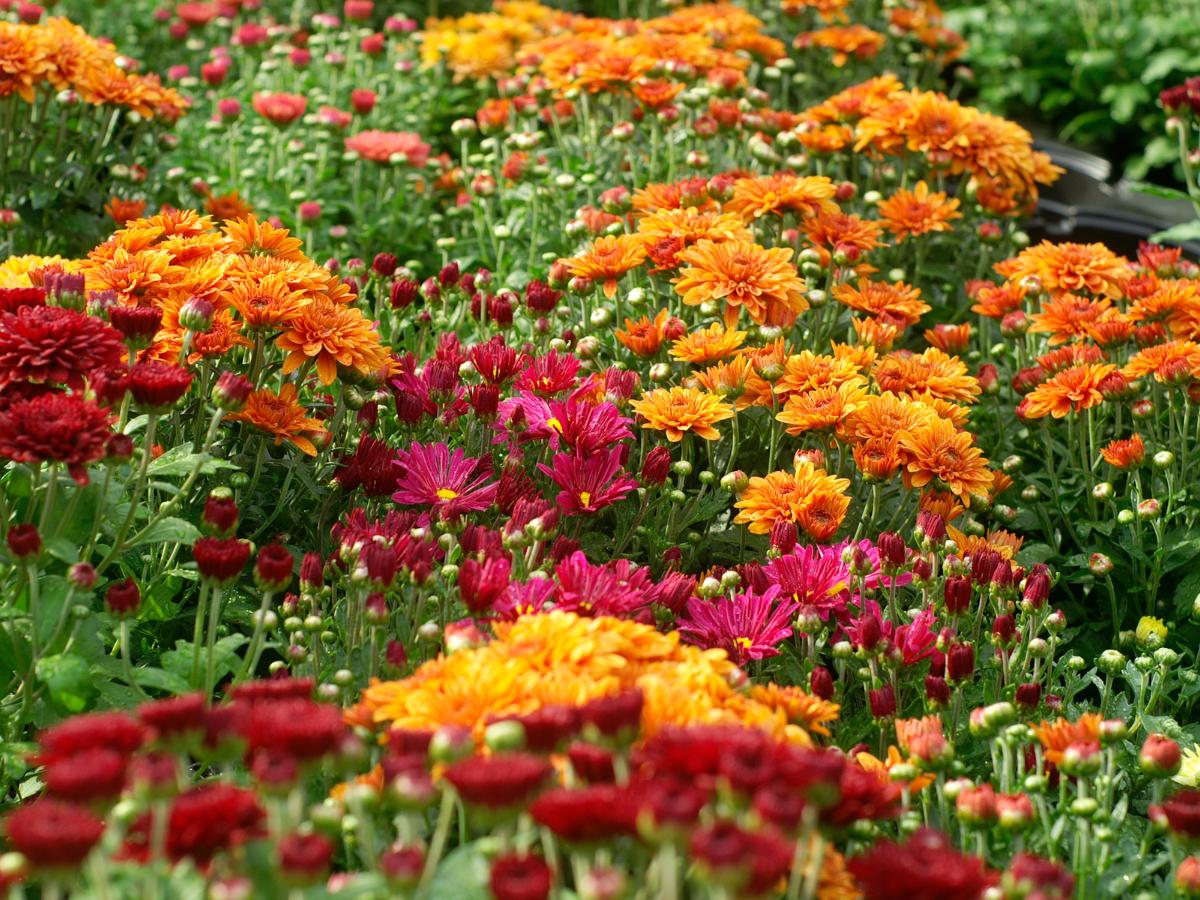 consejos para preparar el jardín para el otoño 04