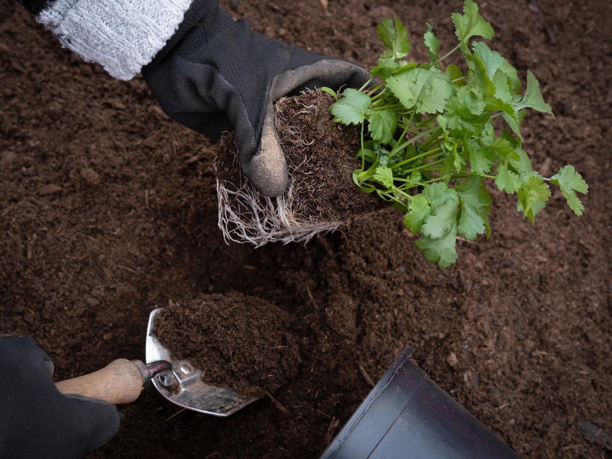consejos para preparar el jardín para el otoño 09