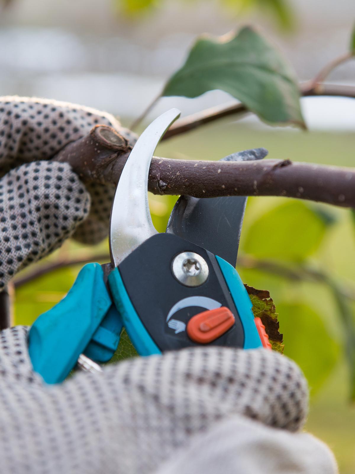 tareas urgentes jardín 4