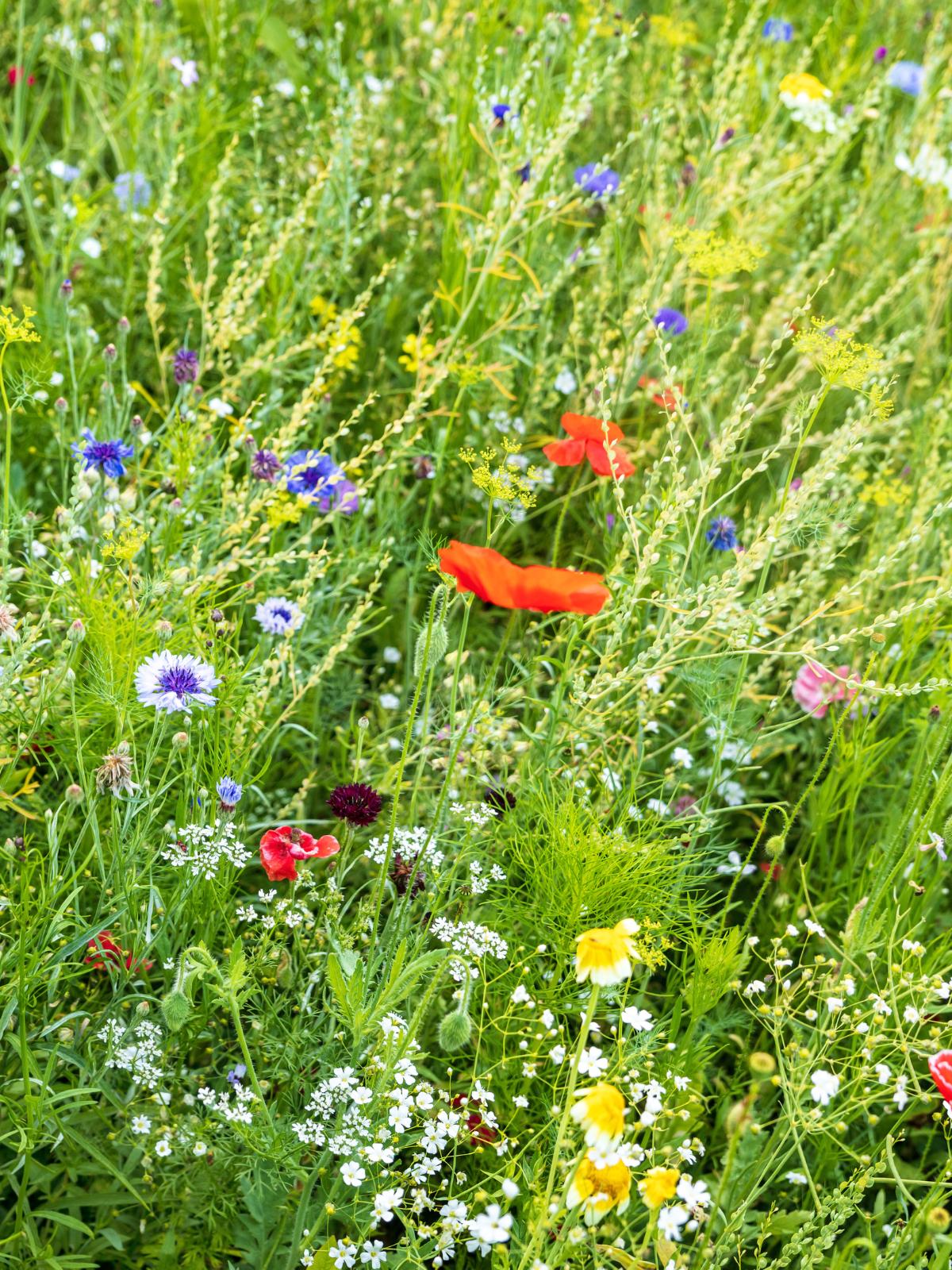 tareas urgentes jardín 7