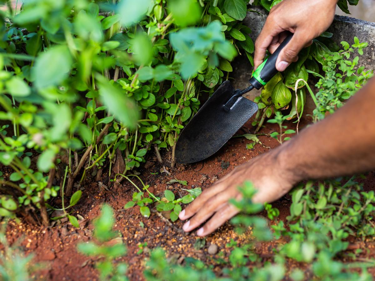 proyectos de jardinería diy de fin de semana para agosto 04