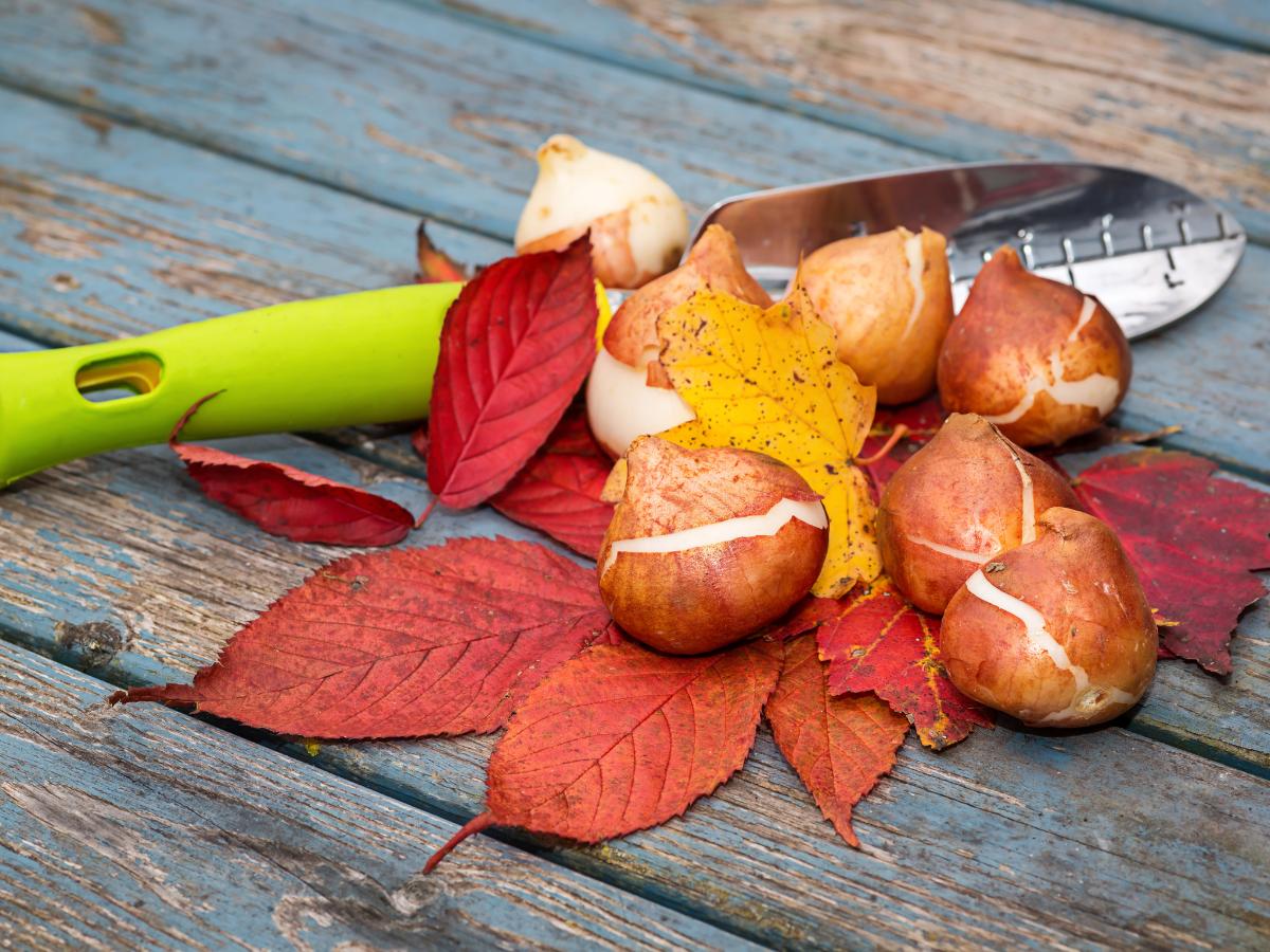 proyectos de jardinería diy de fin de semana para agosto 07