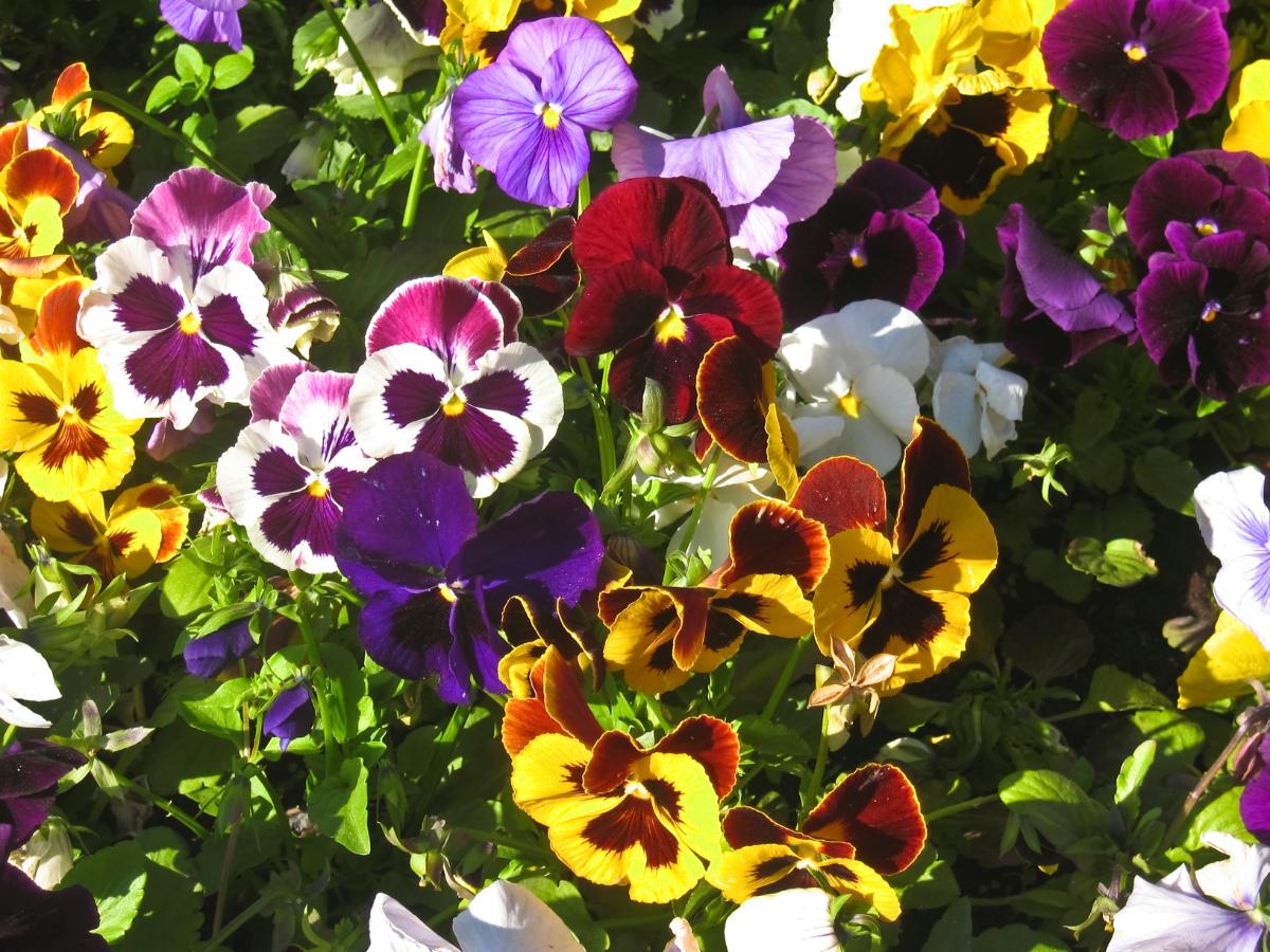 proyectos de jardinería diy de fin de semana para el 14 de agosto