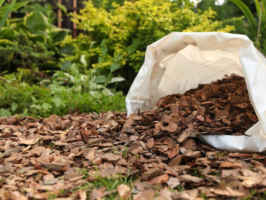 xeroscape patio trasero ideas 03