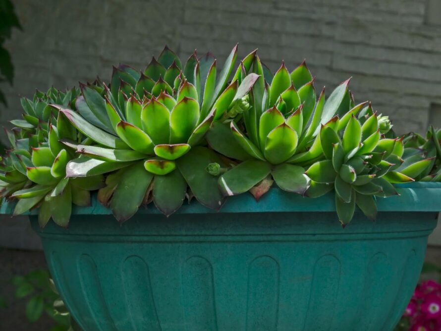 xeroscape patio trasero ideas 06