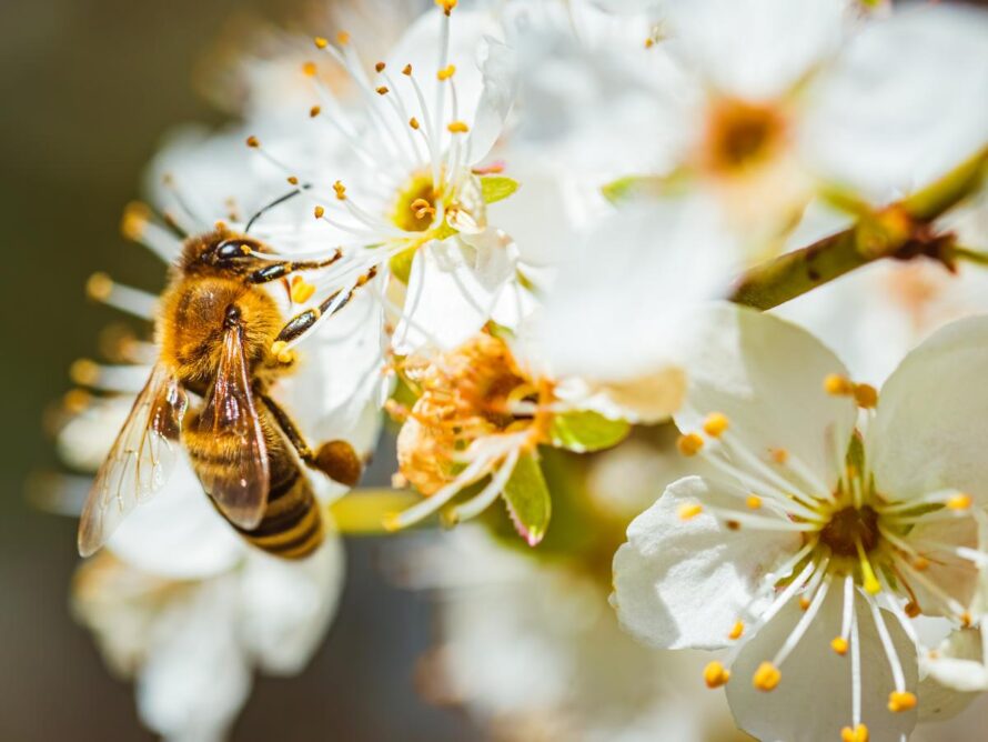 xeroscape ideas para el jardín 08